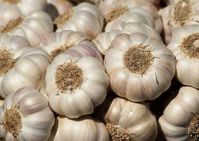 garlic seller in holand